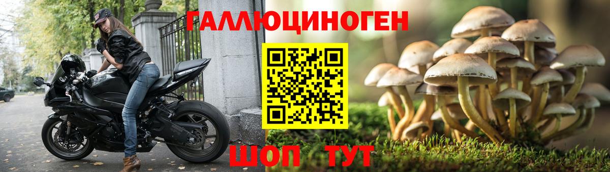 Псилоцибиновые грибы мицелий Гудермес